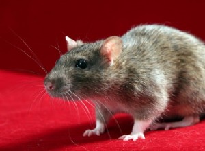 Le transfert de pensée a réussi chez les rats 