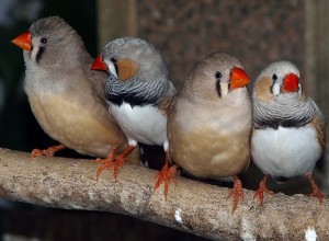 Les humains et les oiseaux apprennent les premiers  mots  de la même manière 