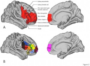 Un morceau de cerveau explique pourquoi nous connaissons la parole et les singes non 