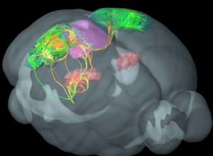 Premier atlas du cerveau en développement 