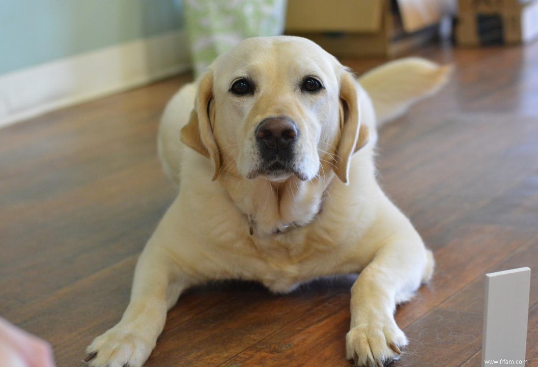 Les chiens préfèrent la confirmation à quelque chose de savoureux 