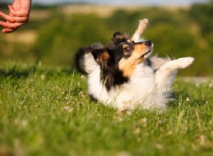 Les chiens ont aussi une mémoire épisodique 