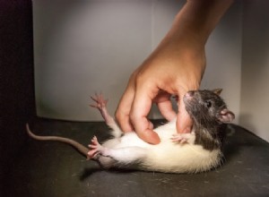 Chatouilles liées à l humeur 