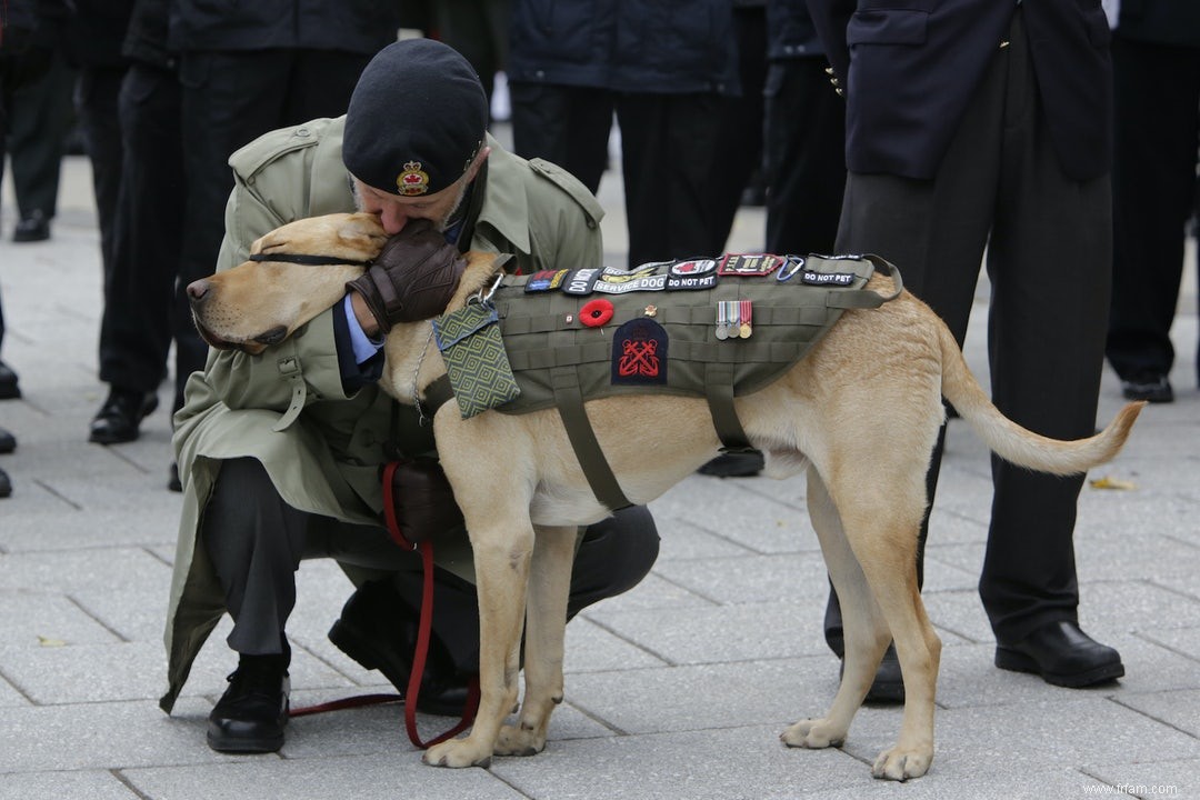 Les chiens aident les anciens combattants souffrant de trouble de stress post-traumatique 