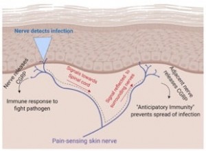 La douleur aide à combattre les infections 