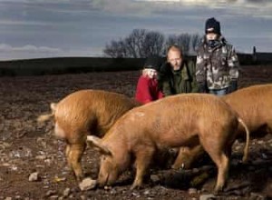 Tous les sandwichs au bacon ... sans aucun travail acharné 