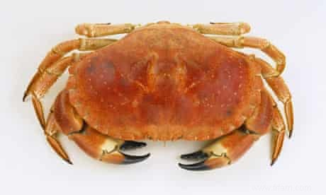 Comment cuisiner et habiller un crabe 