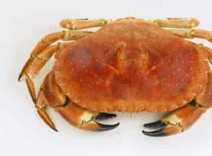 Comment cuisiner et habiller un crabe 