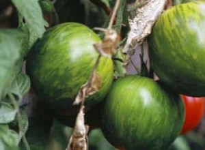 Les recettes de tomates vertes de Nigel Slater 