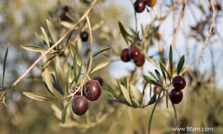 Recette de Bar poêlé, salade de fenouil et olives noires 