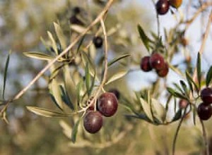 Recette de Bar poêlé, salade de fenouil et olives noires 