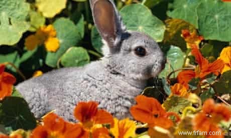 Nourriture pour Fort :Sur du papier sulfurisé et du lapin 