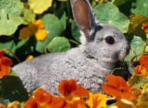 Nourriture pour Fort :Sur du papier sulfurisé et du lapin 