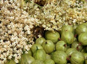 Comment faire du vin de fleur de sureau et de groseille 