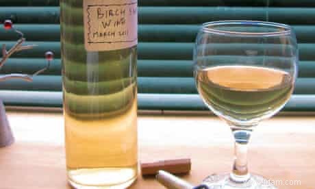 Comment faire du vin de sève de bouleau 