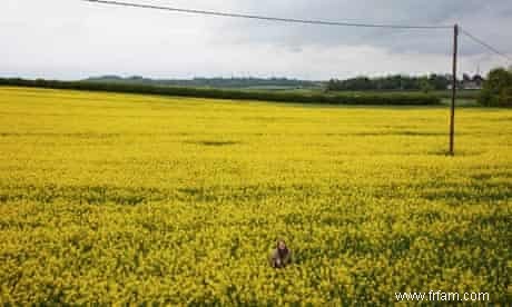  L huile de colza fait les meilleures pommes de terre rôties  