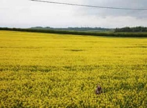  L huile de colza fait les meilleures pommes de terre rôties  