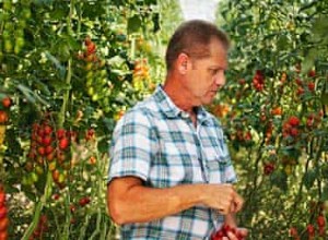 Rencontrez le spécialiste de la tomate : nous avons notre propre recette secrète d engrais  