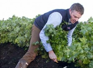 Rencontrez le producteur de céleri : L agriculture de Fenland a conservé les anciennes techniques  