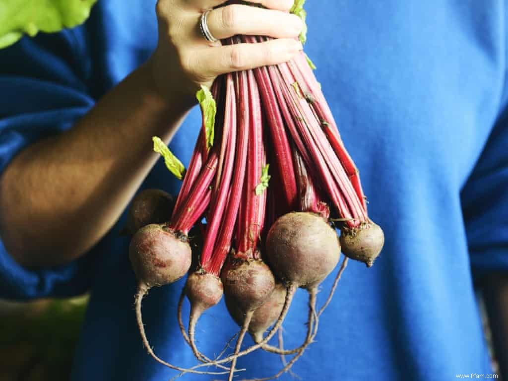 Plats de saison :betteraves marinées, saumon croustillant et salade de riz 