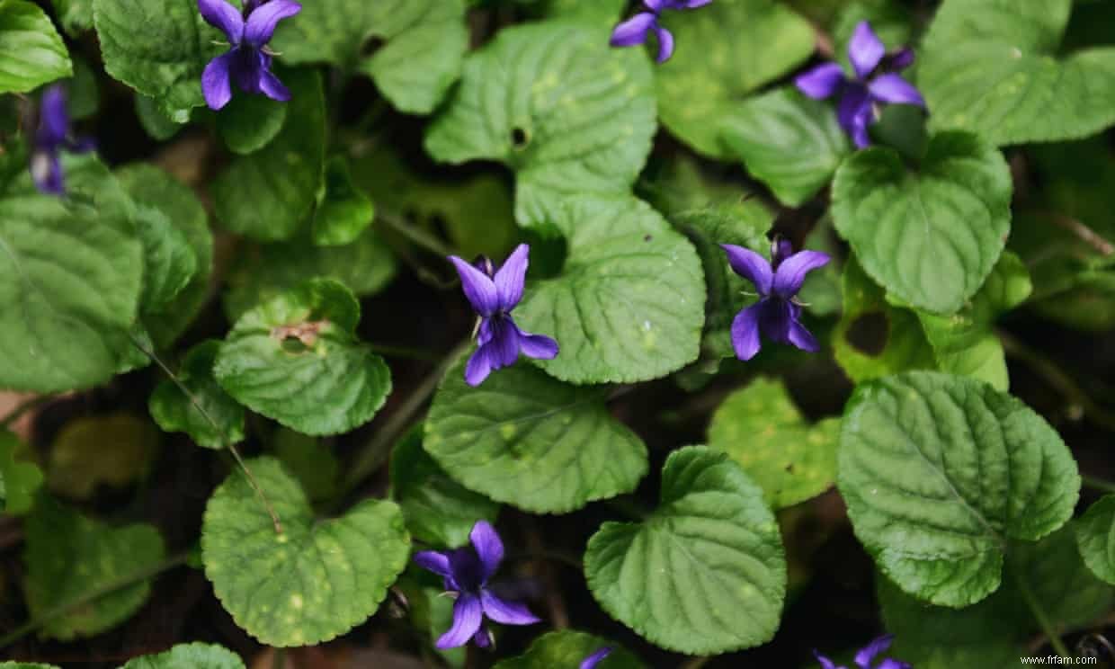 Cuisine de saison :gâteau au chocolat aux violettes confites 