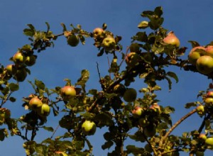 Deux recettes de pudding aux pommes et poires 