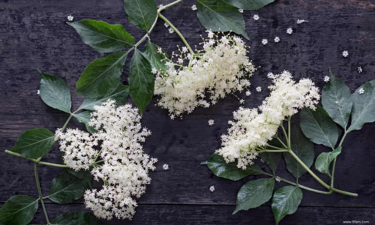 Les recettes de Jeremy Lee pour le sorbet à la fleur de sureau et les biscuits à la pistache 