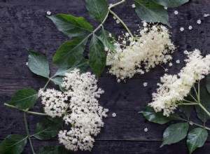 Les recettes de Jeremy Lee pour le sorbet à la fleur de sureau et les biscuits à la pistache 