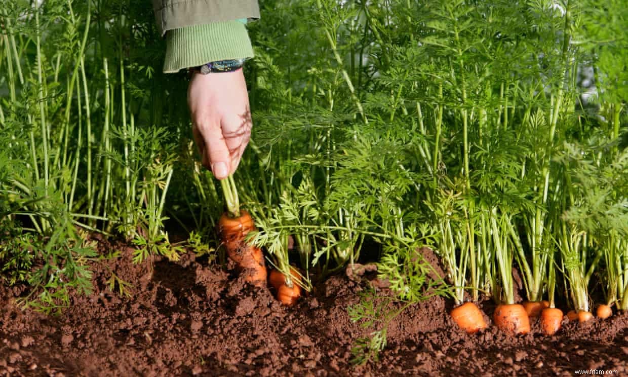 Carottes carottes carottes ! Au milieu de la plus grande surabondance en 25 ans, nous demandons aux chefs leurs meilleures recettes 