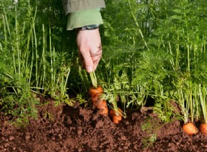 Carottes carottes carottes ! Au milieu de la plus grande surabondance en 25 ans, nous demandons aux chefs leurs meilleures recettes 