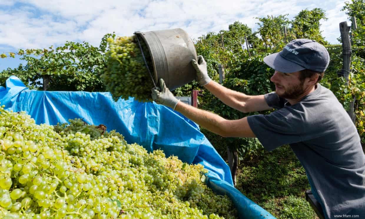 Le retour de Soave, un style tant décrié 