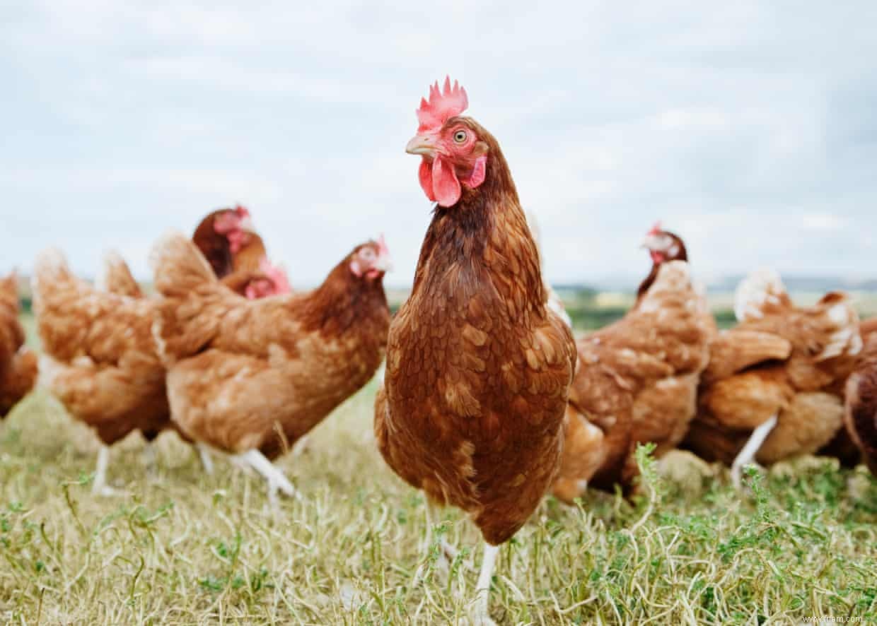 Quelle est la meilleure façon d utiliser les restes de poulet? 