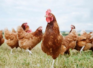 Quelle est la meilleure façon d utiliser les restes de poulet? 