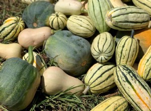 La délicieuse courge est nomade, prolifique, adaptative et luxuriante - et puis elle la botte 