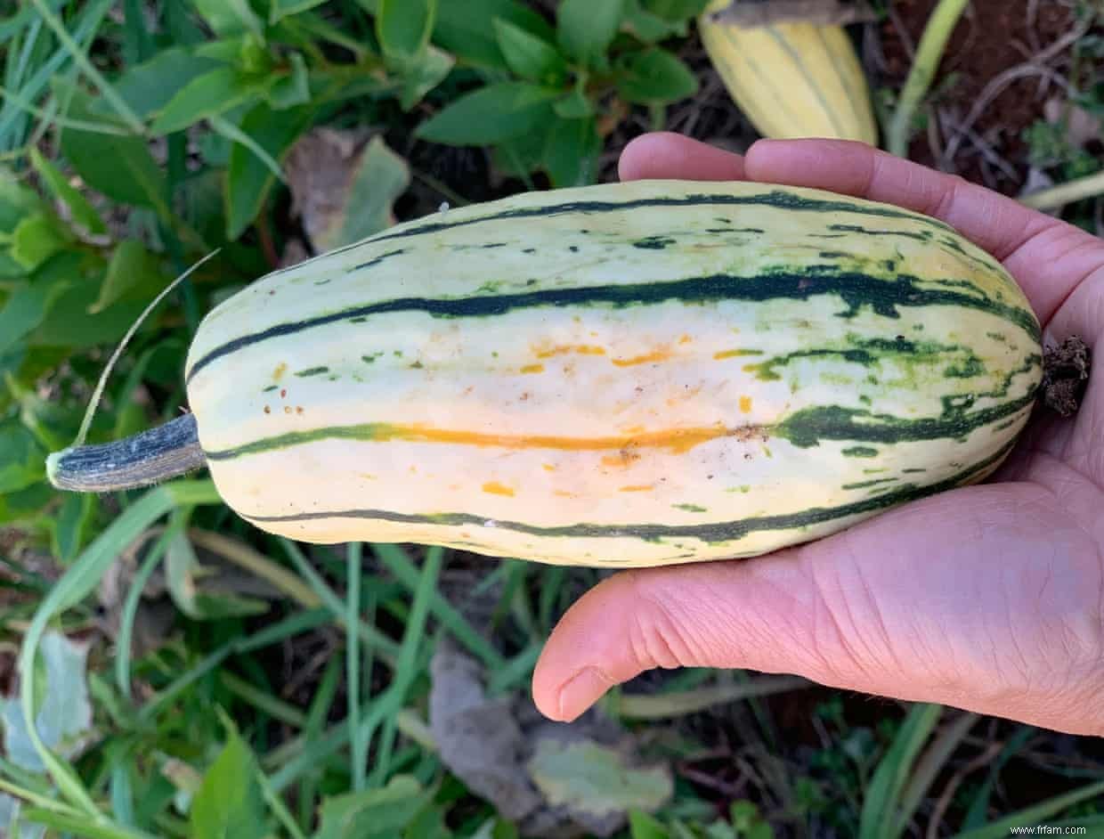 La délicieuse courge est nomade, prolifique, adaptative et luxuriante - et puis elle la botte 