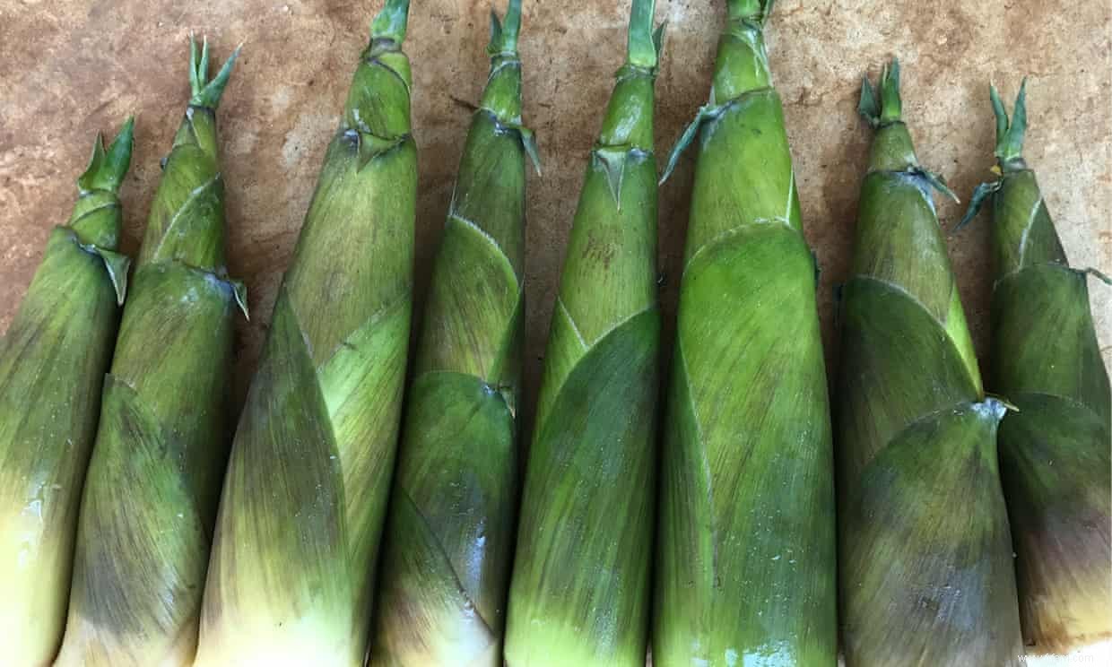 Une merveille de texture :cuisiner avec des pousses de bambou fraîches 