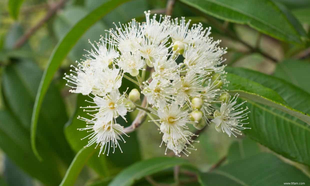 Super fleur :le myrte citronné peut nettoyer, cuisiner et faire de superbes guimauves 