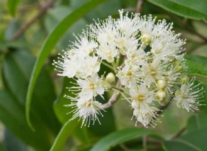 Super fleur :le myrte citronné peut nettoyer, cuisiner et faire de superbes guimauves 