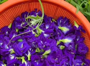 Teinture pour :la fleur qui donne à la nourriture une belle teinte de bleu paon 