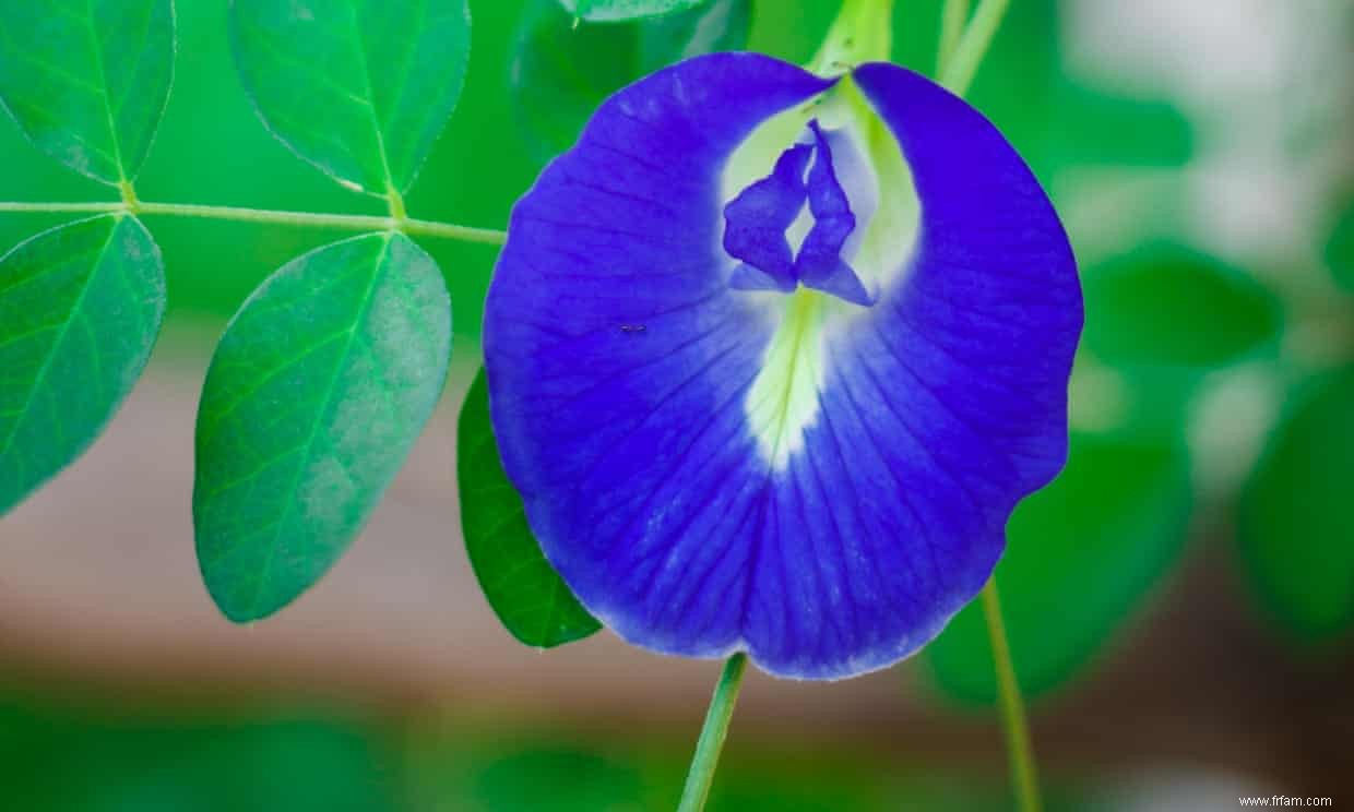 Teinture pour :la fleur qui donne à la nourriture une belle teinte de bleu paon 