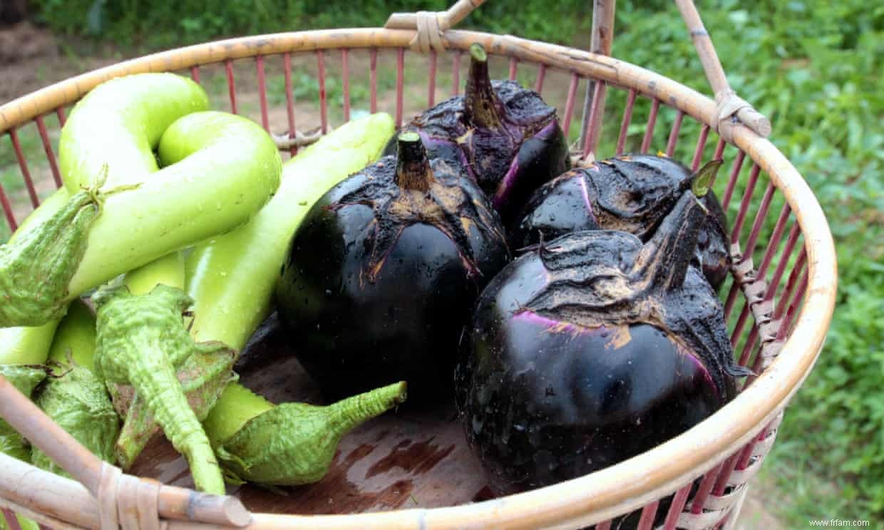 Tendre et succulente :aucune autre aubergine ne se compare à celle-ci 