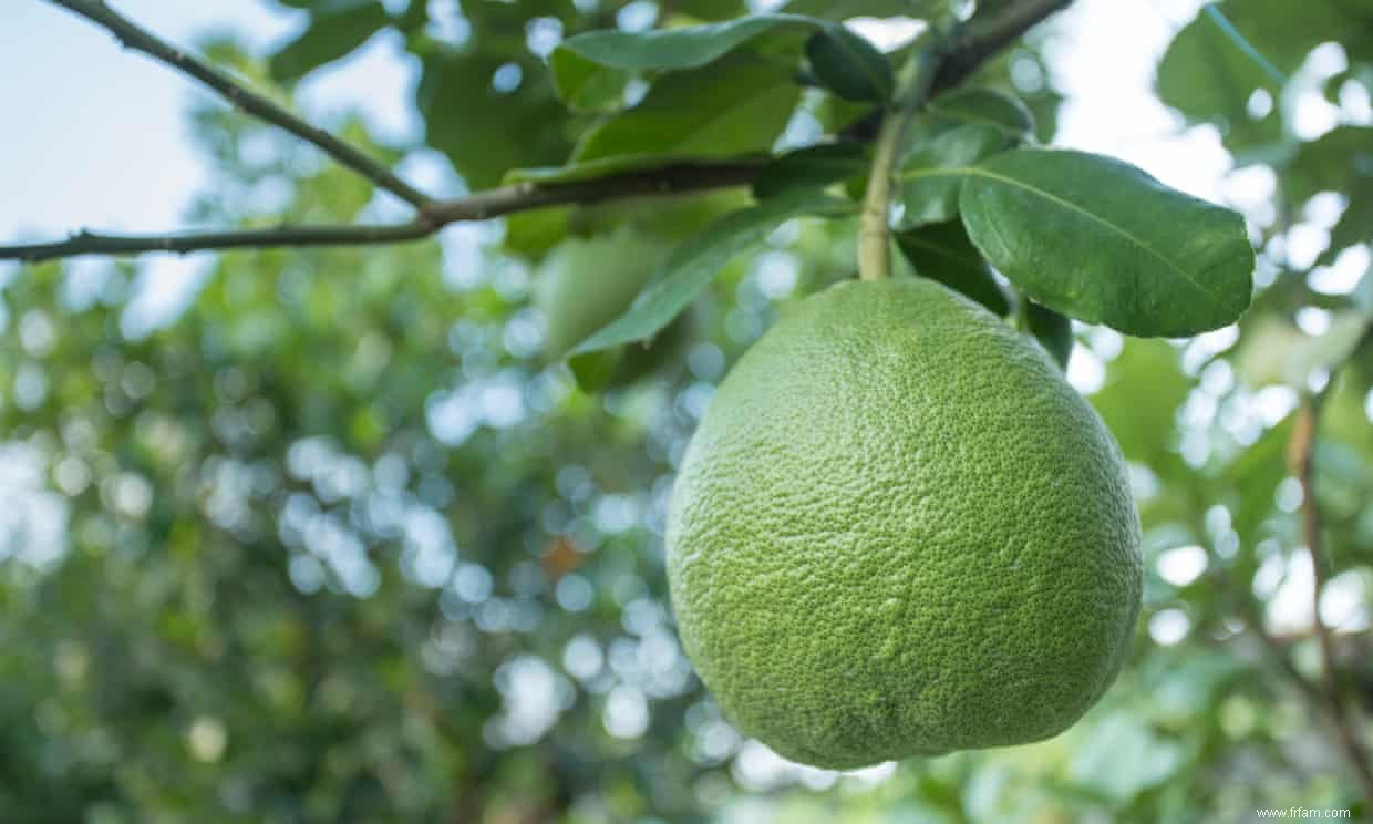 Saison Pomelo :un Rubik s cube d un fruit qui vaut la peine d être craqué 