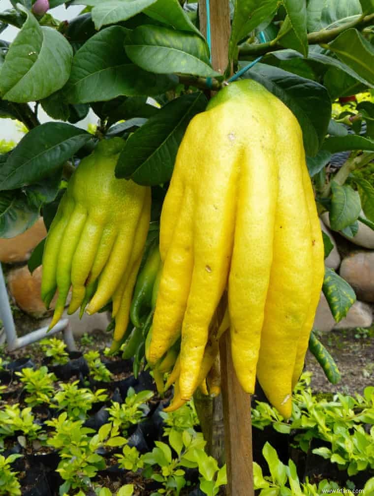 Quand la vie te donne des citrons, fais du tom kha gai, et des aérosols de surface 