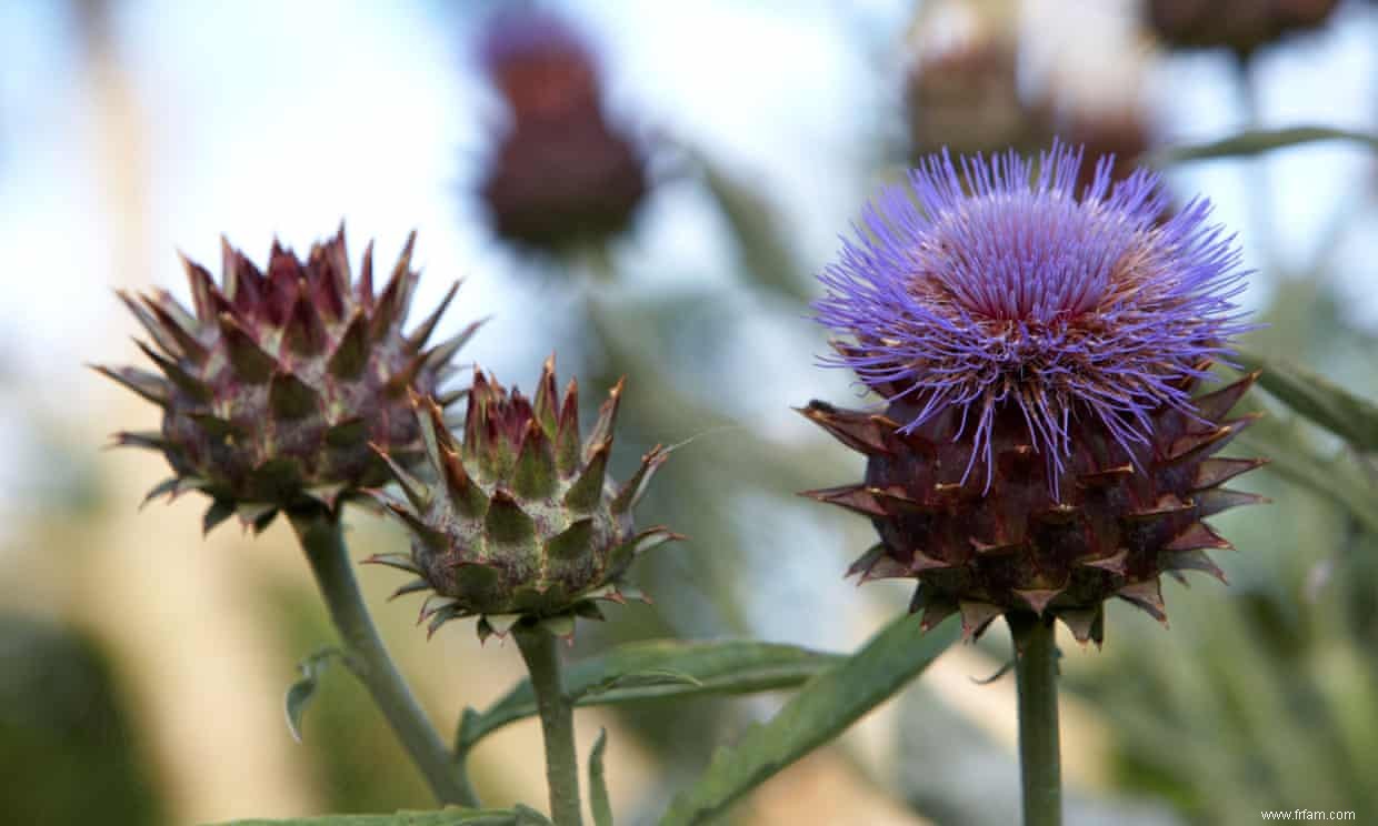 Cultivez-le, montrez-le, mangez-le :magnifique en fleur, les cardons sont comme l artichaut sans le travail acharné 