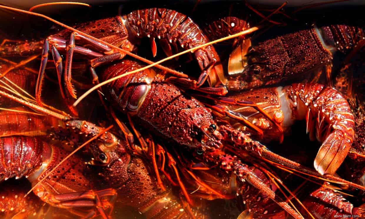 Les homards sont vendus pour seulement 20 $ chacun en Australie – voici comment en cuisiner un 