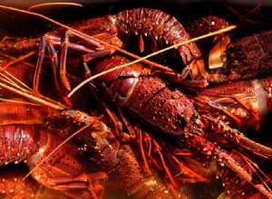 Les homards sont vendus pour seulement 20 $ chacun en Australie – voici comment en cuisiner un 