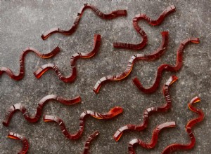 Des vers gommeux aux snickerdoodles :les recettes d Halloween de Yotam Ottolenghi 