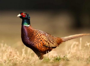 Comment cuire le gibier pour qu il ne sèche pas ? 