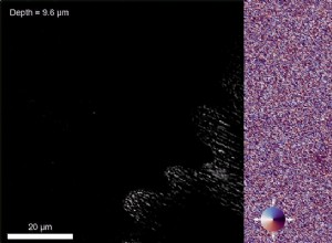 Une nouvelle technique révèle comment les ailes de papillon se transforment en merveilles scintillantes 