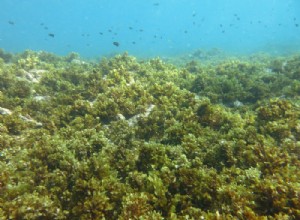 Des poissons riches en nutriments prospèrent dans un cimetière de corail au large des côtes africaines 